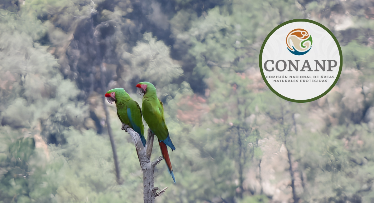 ¡Espectacular avistamiento! Conanp registra guacamaya verde en peligro de extinción en Chihuahua