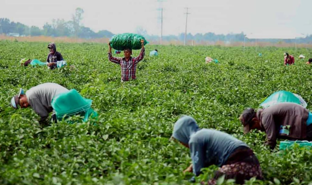 Adicciones al alcohol y las drogas afectan a jornaleros agrícolas del valle, advierten