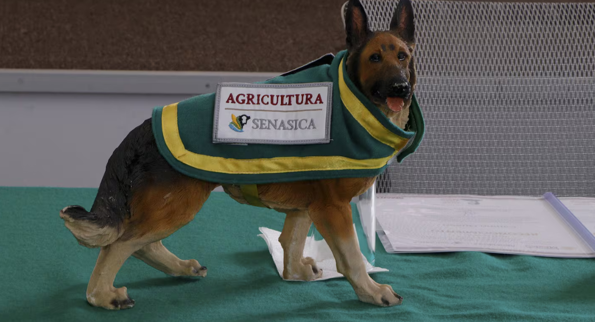 Agricultura capacita a cinco binomios caninos para detectar plagas en Centroamérica y el Caribe