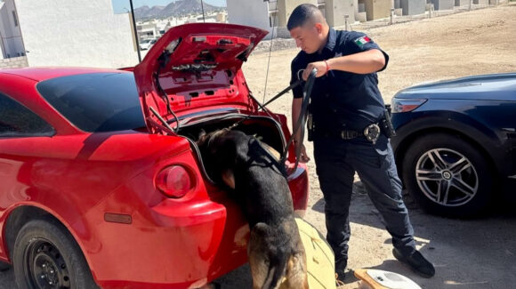 Binomios K-9 logran en Sonora la detención de 30 personas y aseguramiento de drogas y vehículos