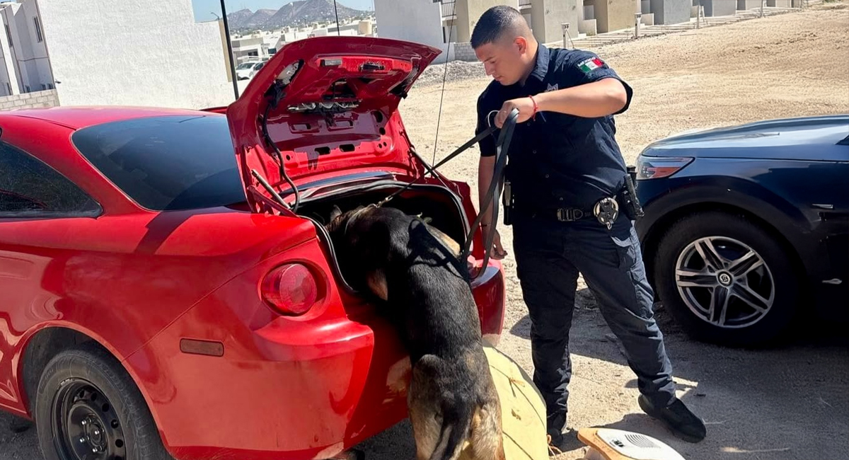 Binomios K-9 logran en Sonora la detención de 30 personas y aseguramiento de drogas y vehículos