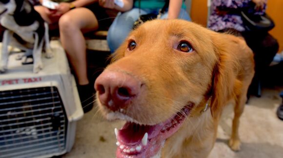 Gobierno de Hermosillo invita a campaña contra garrapatas y consulta veterinaria gratuita en la colonia Altares