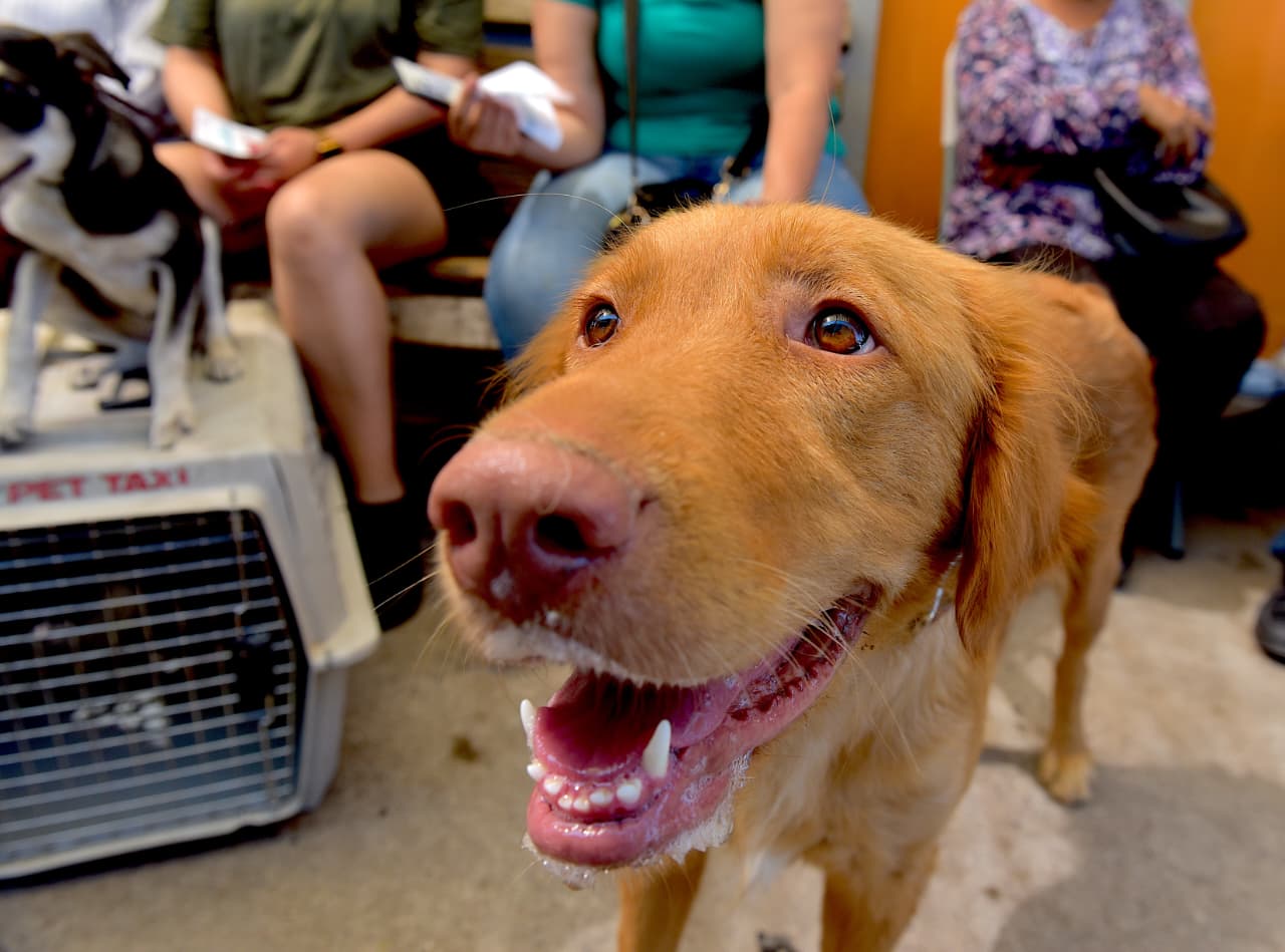 Campaña contra garrapatas y consulta veterinaria gratuita para mascotas en la colonia Altares