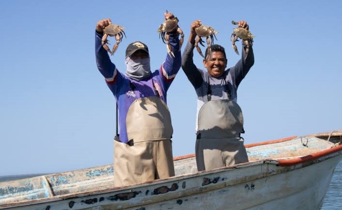 Captura de jaiba mejora su producción para pescadores en Guaymas y Empalme