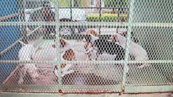 Ciudad Obregón: Rescata FGJES a seis cachorros y una perra adulta tras cateo en Las Misiones