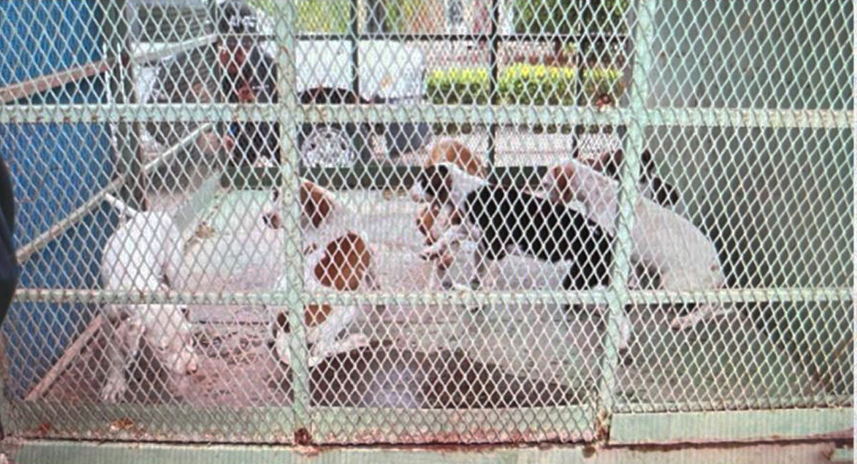 Ciudad Obregón: Rescata FGJES a seis cachorros y una perra adulta tras cateo en Las Misiones