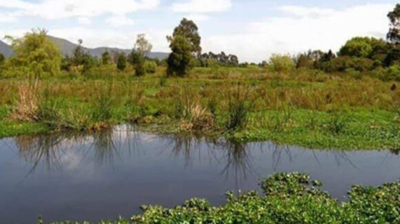 Humedales en Sonora: Conoce qué son y cuál es la importancia de los humedales y áreas protegidas en Sonora