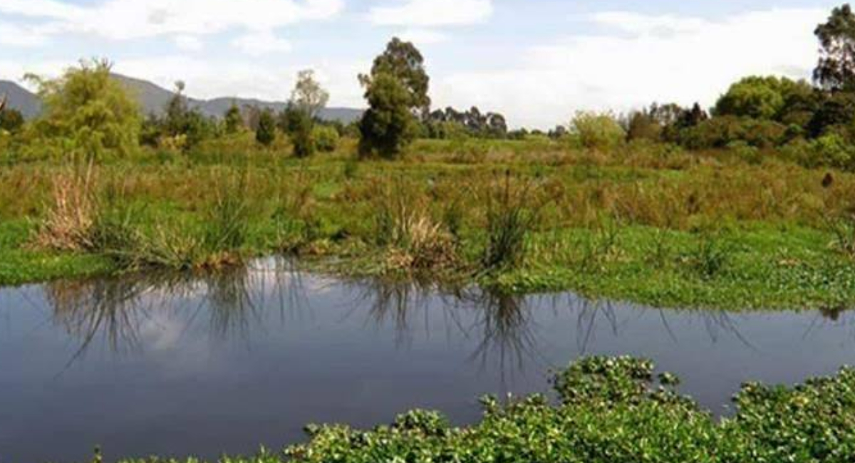 Conoce la importancia de los humedales en Sonora