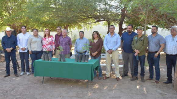 Consejo de Cuenca del Río Mayo dona cuatro mil árboles, buscan reforestar Navojoa y Álamos