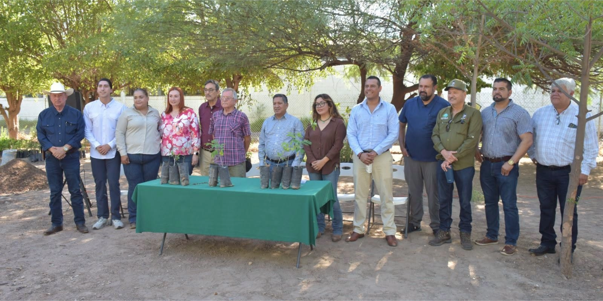 Consejo de Cuenca del Río Mayo dona 4 mil árboles, buscan reforestar Navojoa y Álamos
