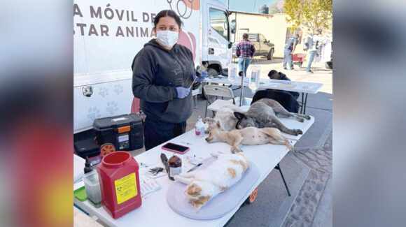 Día del Perro: Crece el llamado a la tenencia responsable y a combatir la sobrepoblación canina en Sonora