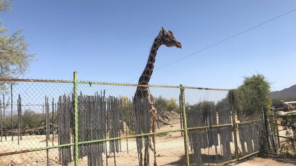 Del desierto al acuario: Las especies que puedes conocer en el Centro Ecológico de Sonora