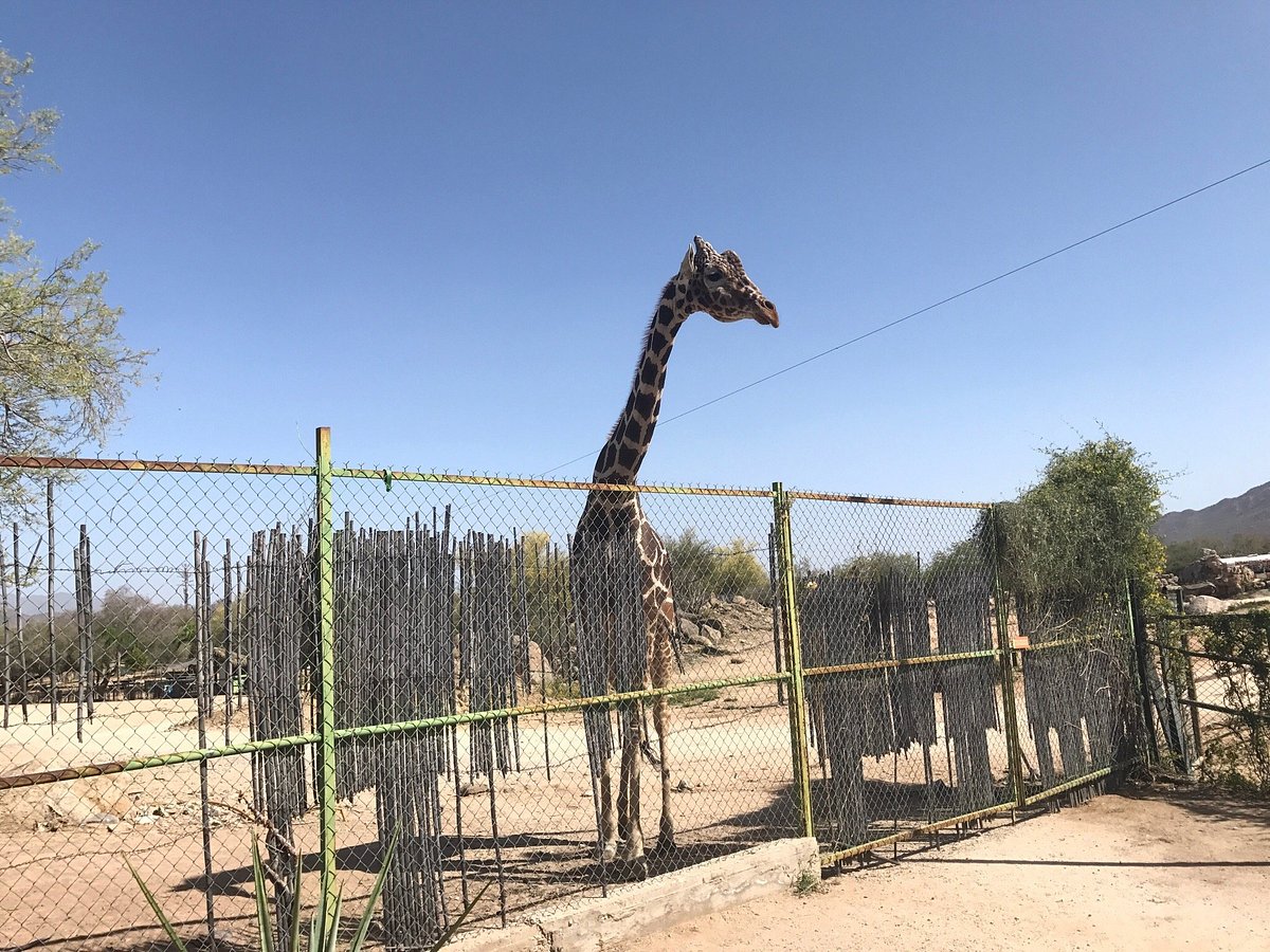 Del desierto al acuario Las especies que puedes conocer en el Centro Ecológico de Sonora