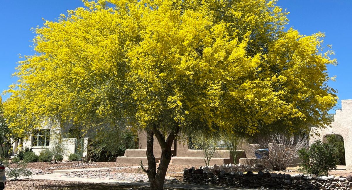 Día Mexicano del Árbol: Especies emblemáticas y reforestación en Sonora