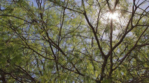 Día Mexicano del Árbol: Especies emblemáticas y reforestación en Sonora