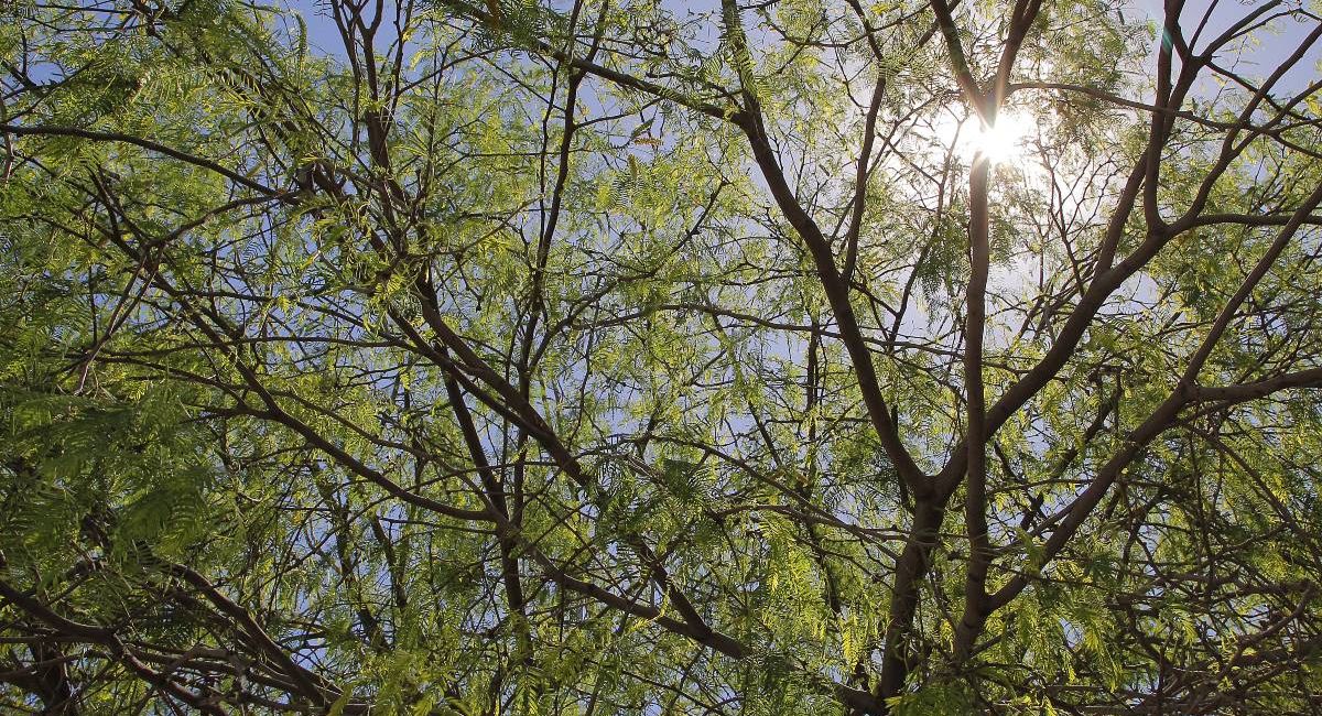 Día Mexicano del Árbol: Especies emblemáticas y reforestación en Sonora