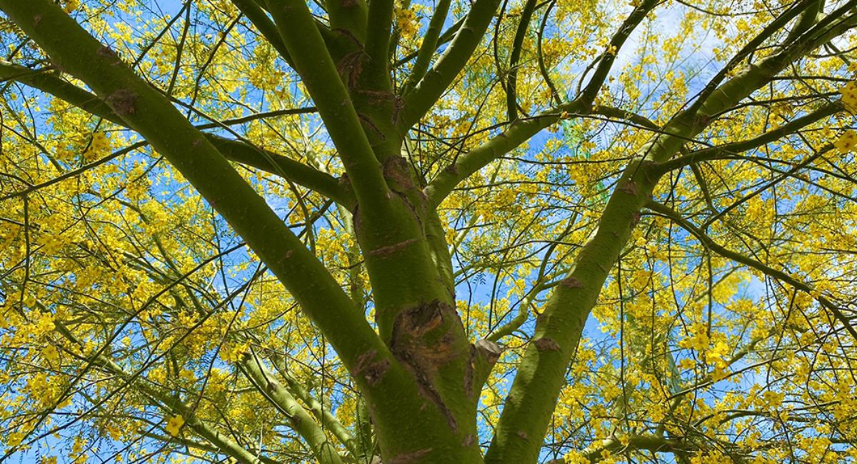 Día Mexicano del Árbol: Especies emblemáticas y reforestación en Sonora