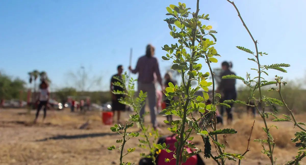 Día Mexicano del Árbol: Especies emblemáticas y reforestación en Sonora