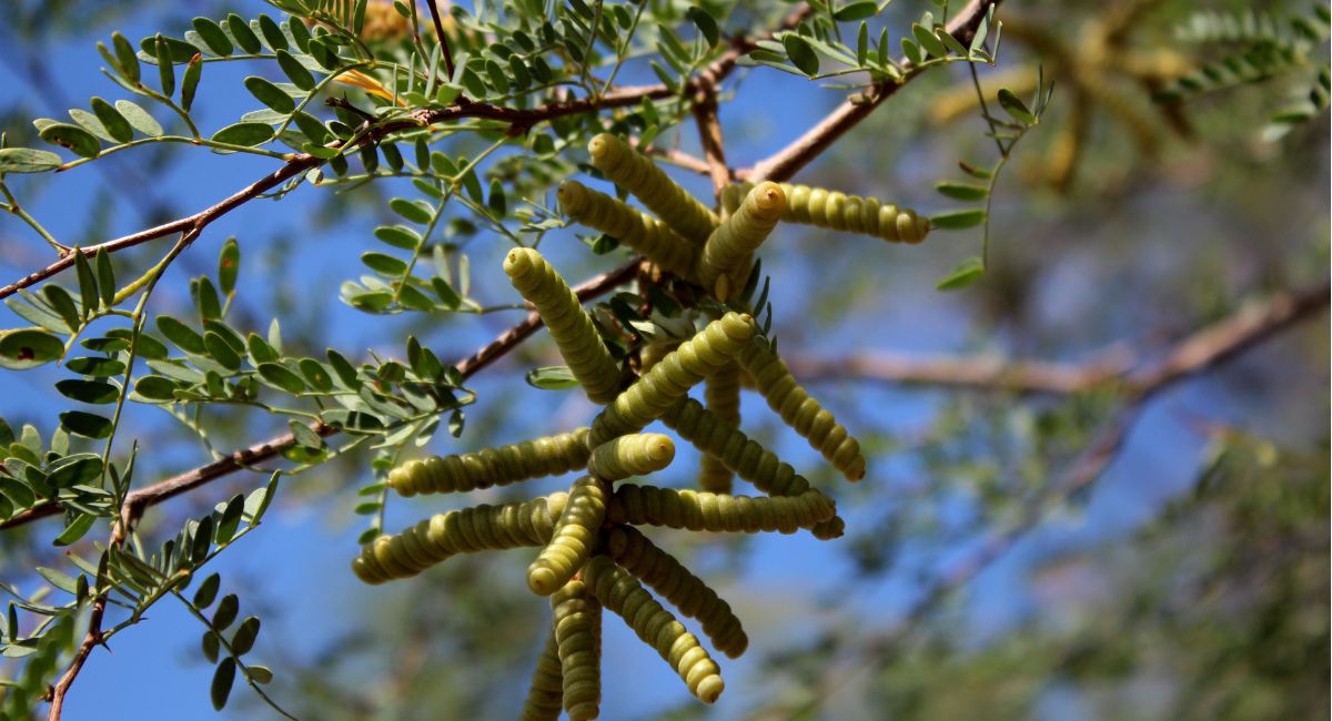 Día Mexicano del Árbol: Especies emblemáticas y reforestación en Sonora