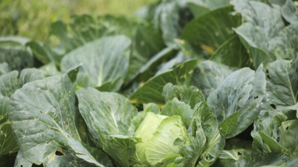 Falso positivo: FDA confirma que lechuga de México no causó el brote de Cyclospora