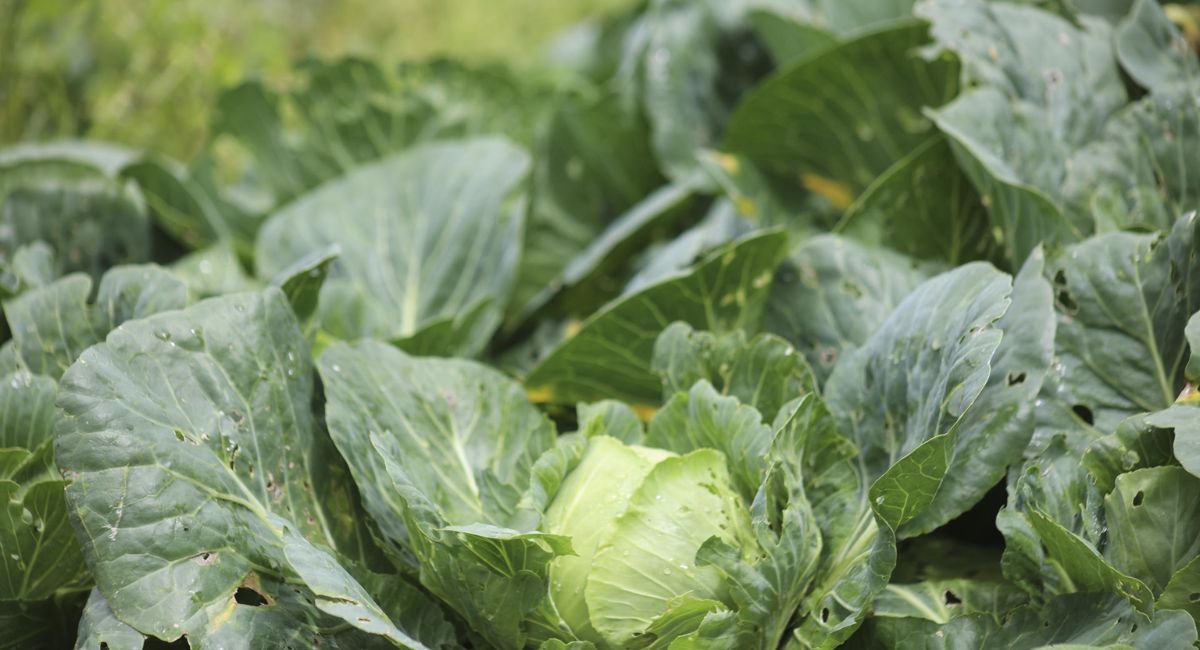 Falso positivo: FDA confirma que lechuga de México no causó brote del causante de Cyclospora