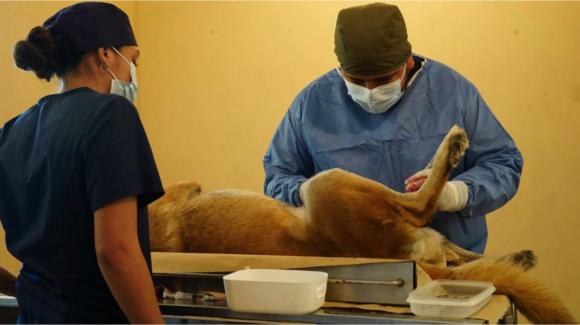 Navojoa prepara jornadas masivas de esterilización, buscan atacar la sobrepoblación animal