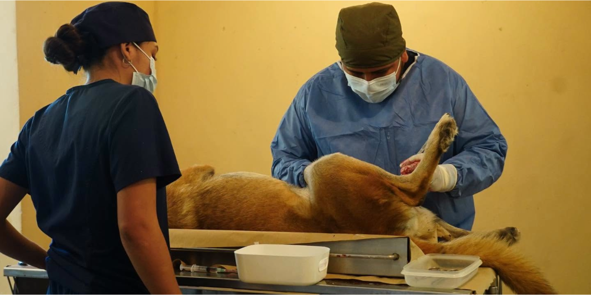 Navojoa prepara jornadas masivas de esterilización, buscan atacar la sobrepoblación animal