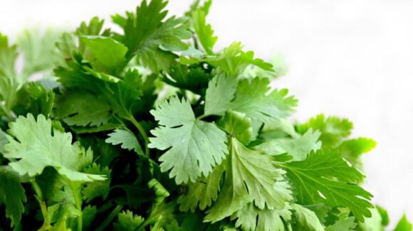 Exdirector de la FDA relaciona cilantro y perejil mexicanos con brote de ciclosporiasis