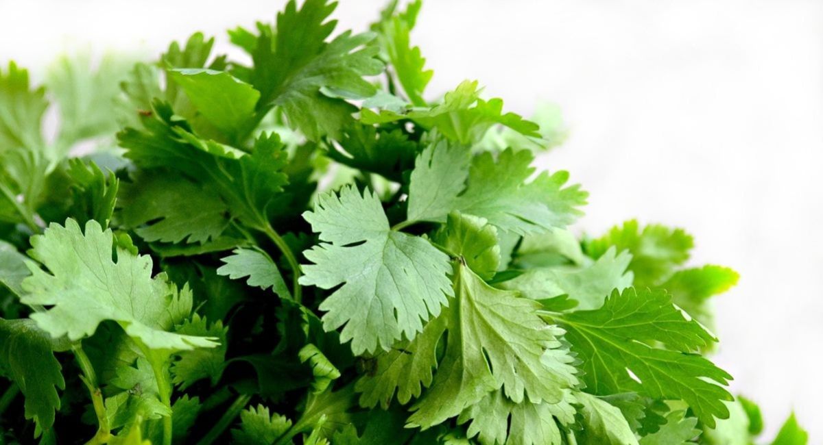 Exdirector de la FDA relaciona cilantro y perejil mexicanos con brote de ciclosporiasis