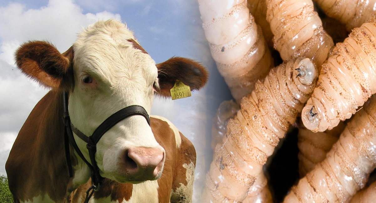 Exportadores de ganado reportan pérdidas por 592 millones de dólares en 14 meses por gusano barrenador