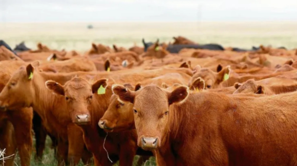 Exportadores de ganado reportan pérdidas por 592 millones de dólares en 14 meses por gusano barrenador