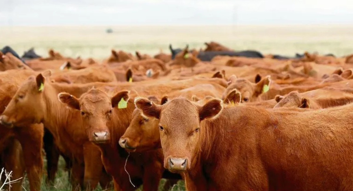 Exportadores de ganado reportan pérdidas por 592 millones de dólares en 14 meses por gusano barrenador