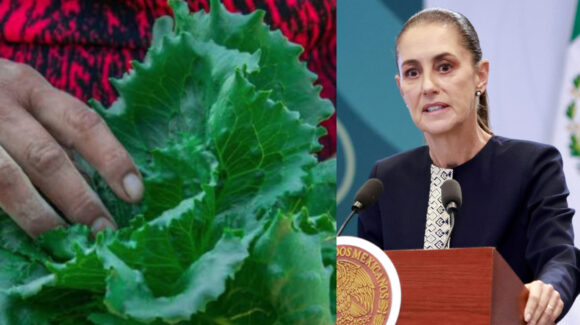 México y EU descartan Cyclospora en lechugas mexicanas, tras promesa de Sheinbaum de estudio epidemiólogo