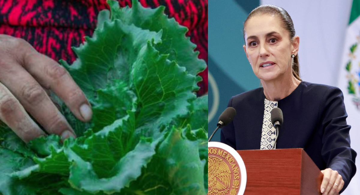 Gobierno de México y EU descartan presencia del parasito Cyclospora en lechugas mexicanas