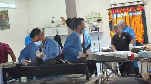 Guaymas y Empalme aceleran jornadas de esterilización para frenar la sobrepoblación animal