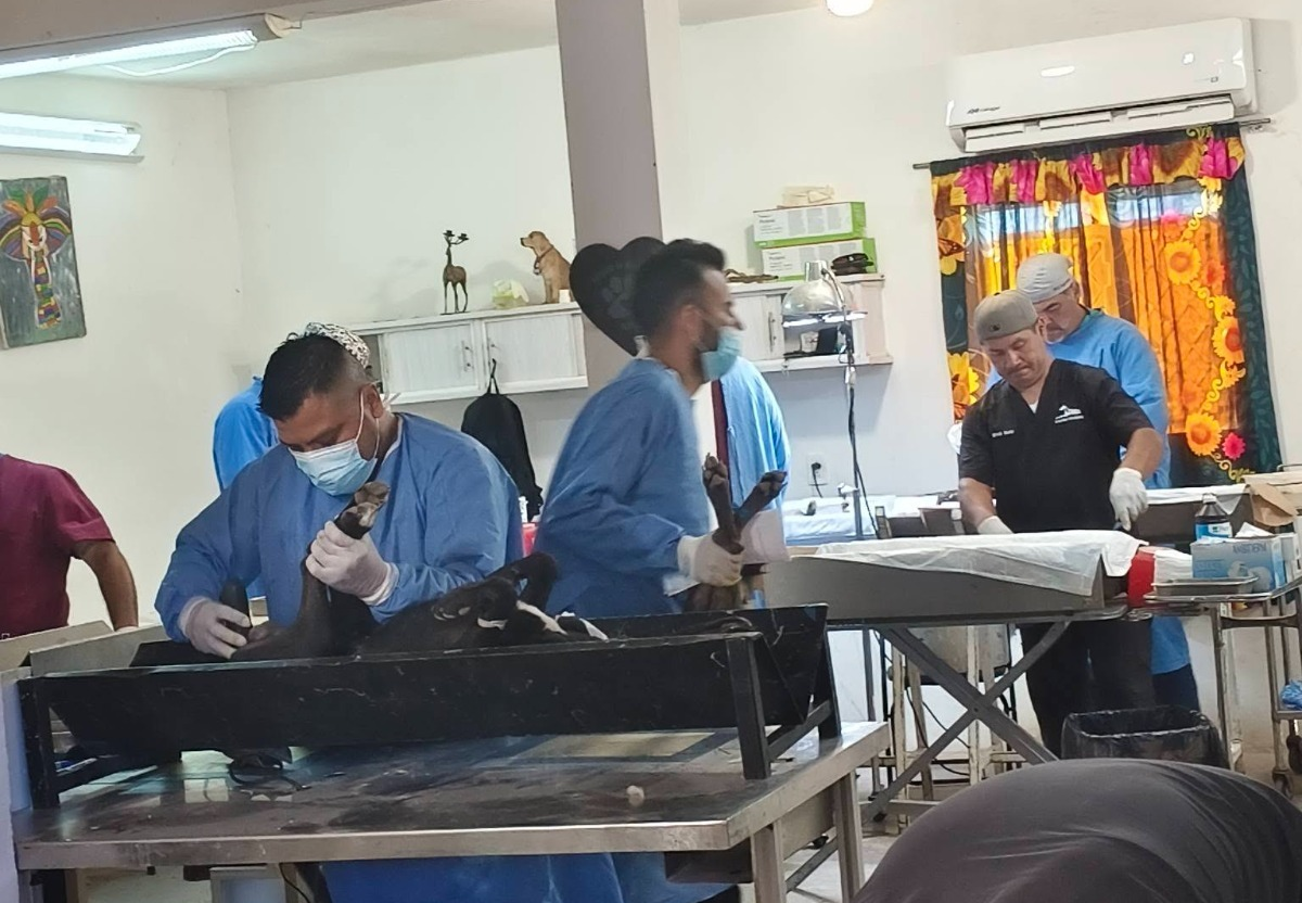 Guaymas y Empalme aceleran jornadas de esterilización para frenar la sobrepoblación animal