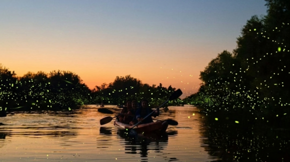La magia de las luciérnagas regresa a la selva del río Yaqui y atrae al ecoturismo