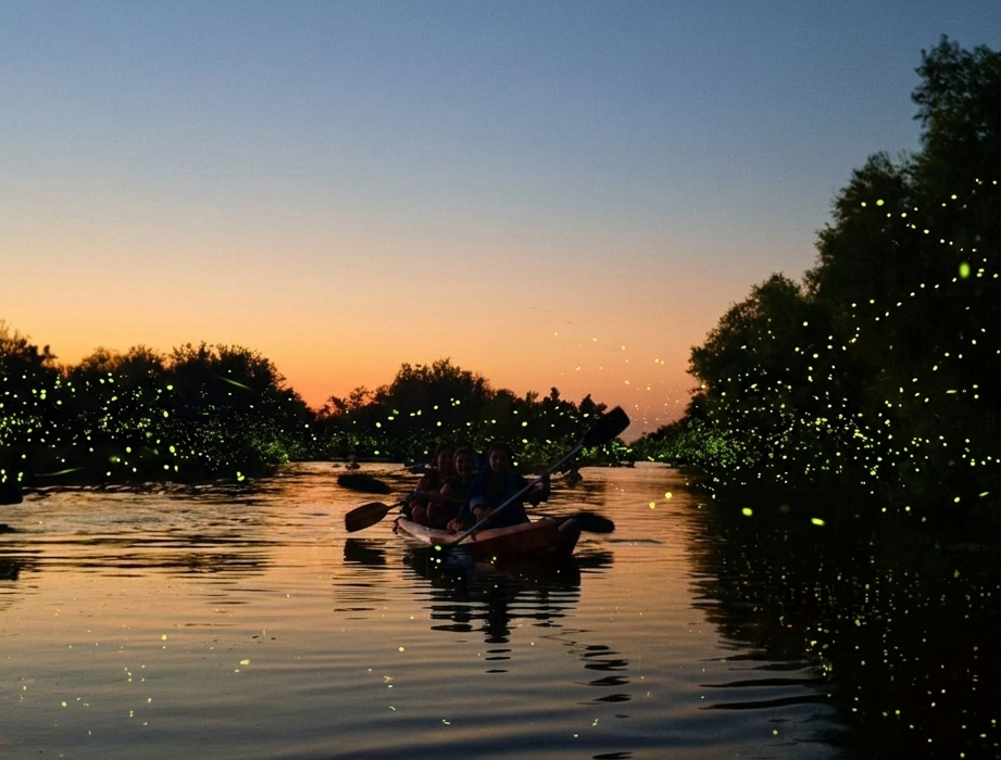 La magia de las luciérnagas regresa a la selva del río Yaqui y atrae al ecoturismo