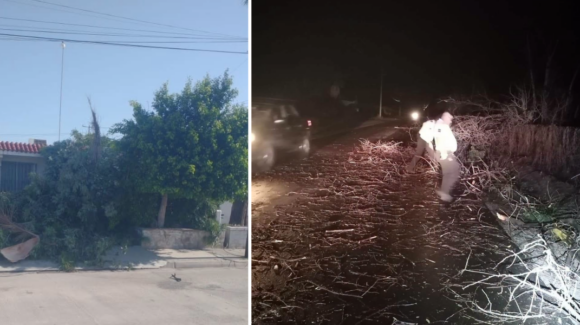 Lluvias en Navojoa: Ráfagas de viento causan destrozos, árboles y postes caídos