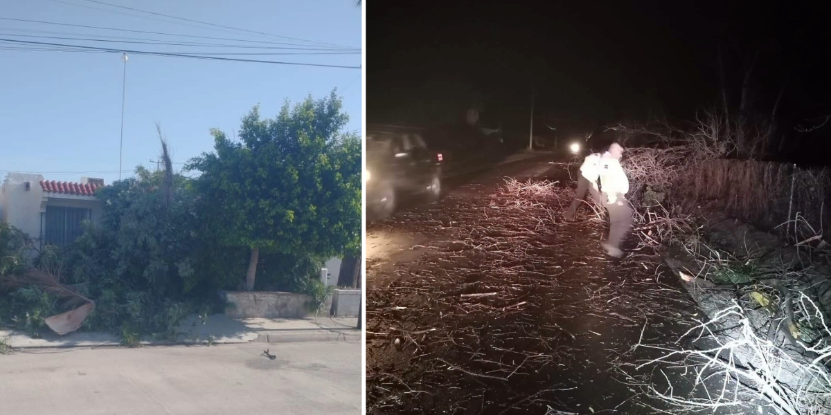 Lluvias en Navojoa Ráfagas de viento causan destrozos, árboles y postes caídos