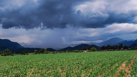 Lluvias registran recuperación gradual en presas de Sonora y alivian al sector ganadero