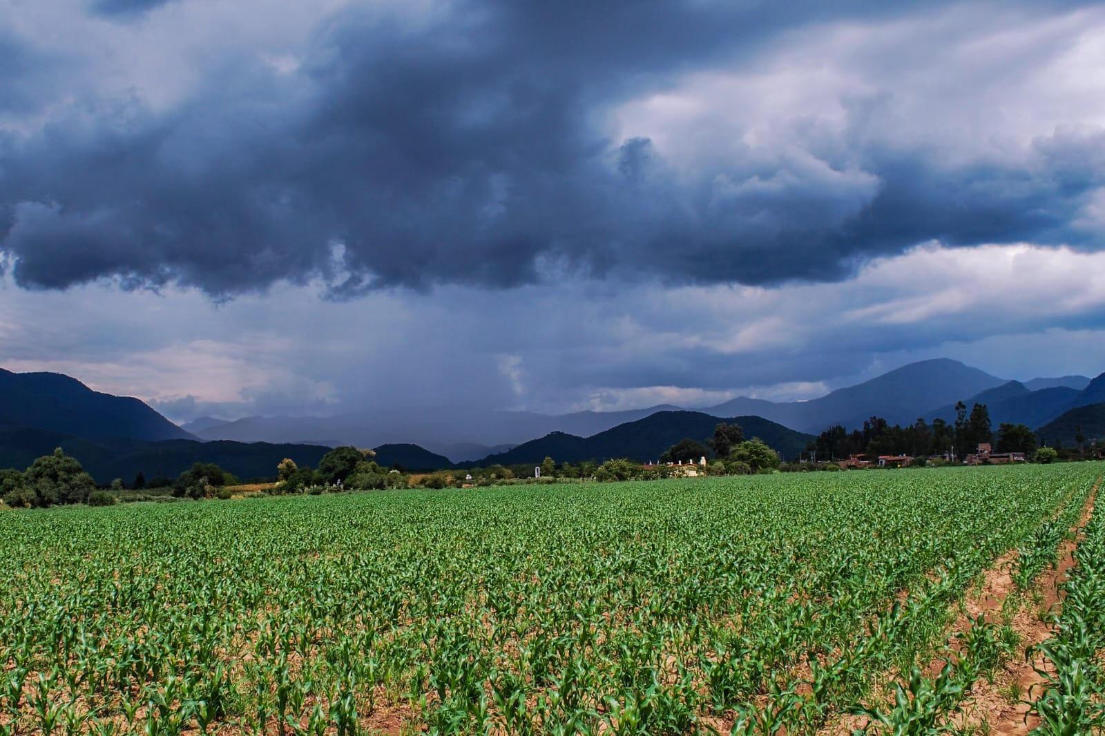 Lluvias registran recuperación gradual en presas de Sonora y alivian al sector ganadero