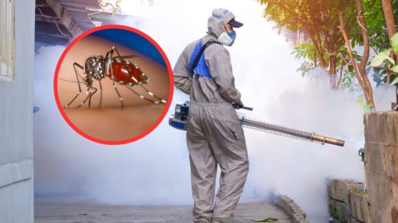 Los mosquitos están desarrollando resistencia a insecticidas contra el dengue