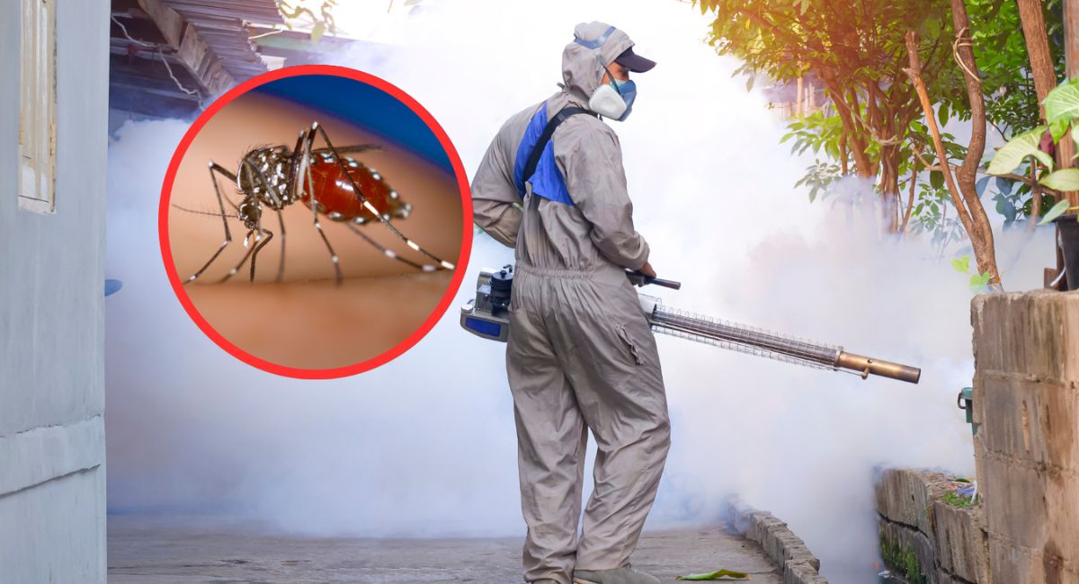 Los mosquitos están desarrollando resistencia a insecticidas contra el dengue