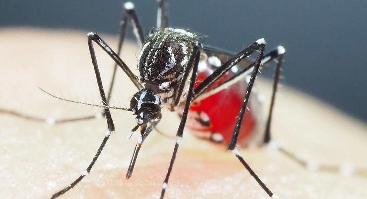Los mosquitos están desarrollando resistencia a insecticidas contra el dengue