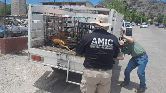 Maltrato animal en Hermosillo: AMIC rescata a dos perros abandonados dentro de taller mecánico