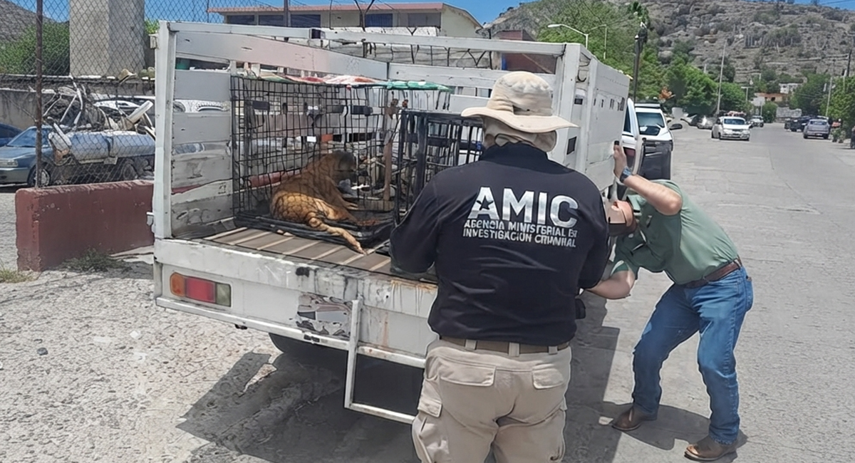 Maltrato animal en Hermosillo: AMIC rescata a dos perros abandonados dentro de taller mecánico