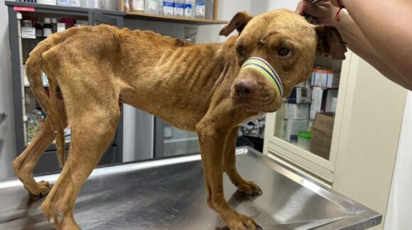 Maltrato animal persiste en Sonora pese al endurecimiento de las sanciones
