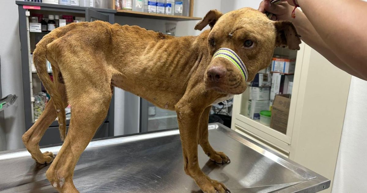 Maltrato animal persiste en Sonora pese al endurecimiento de las sanciones