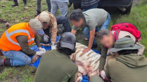 Muere el tigre Kenzo tras operativo de rescate en el Estado de México